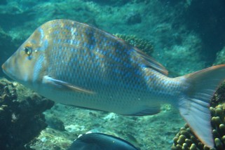 Lethrinus nebulosus - Blauschuppen-Straßenkehrer (Blauschuppenschnapper, Langnasen-Straßenkehrer)